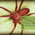 Yikes a Spider Bit Me! Not to Worry When You Have Homeopathy
